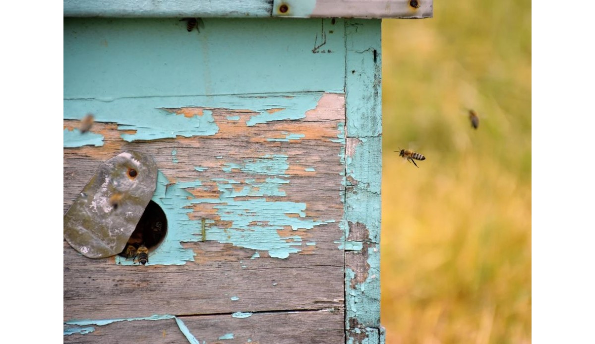Colmenar abandonat segons normativa